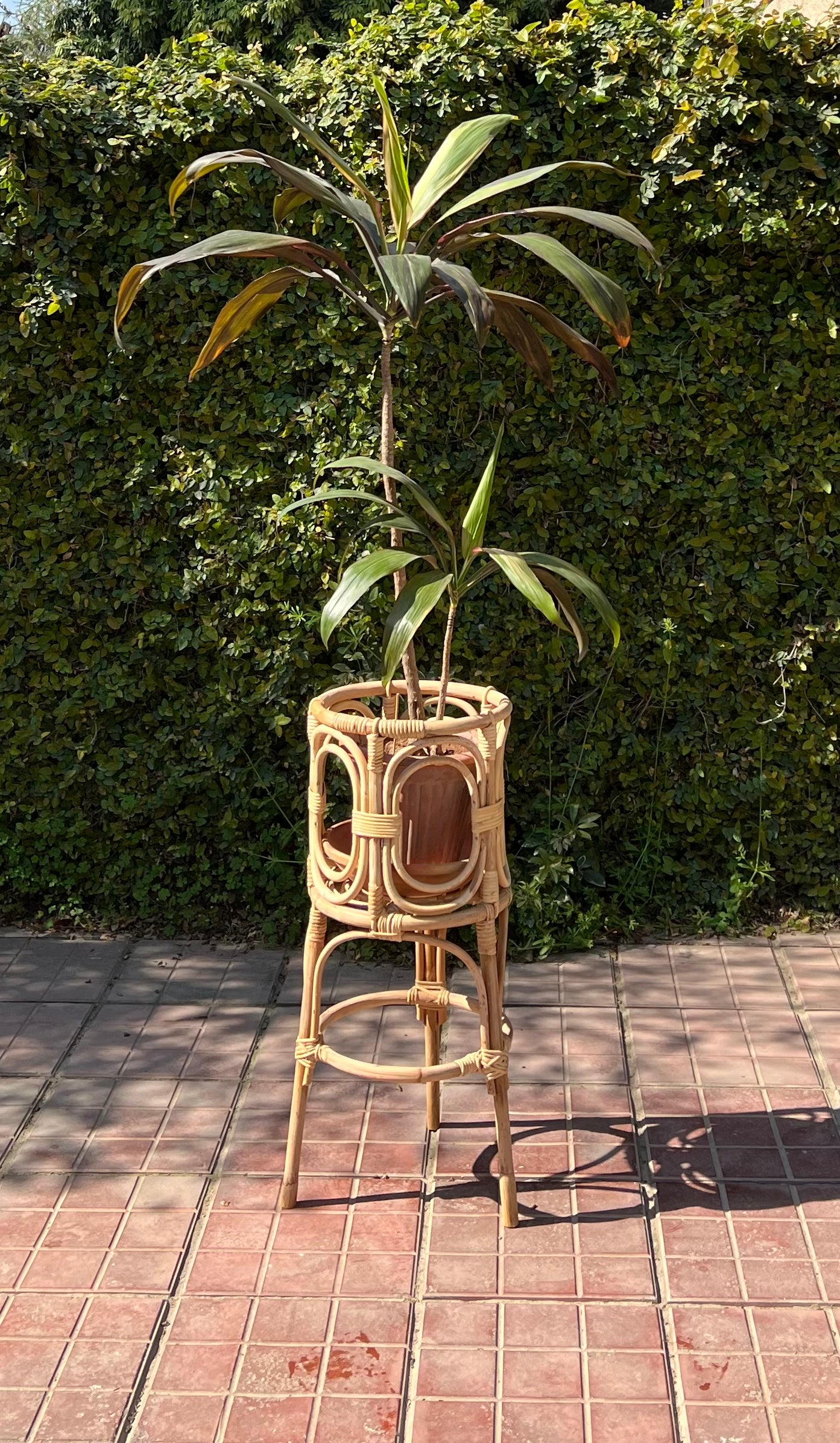 Cane Planter