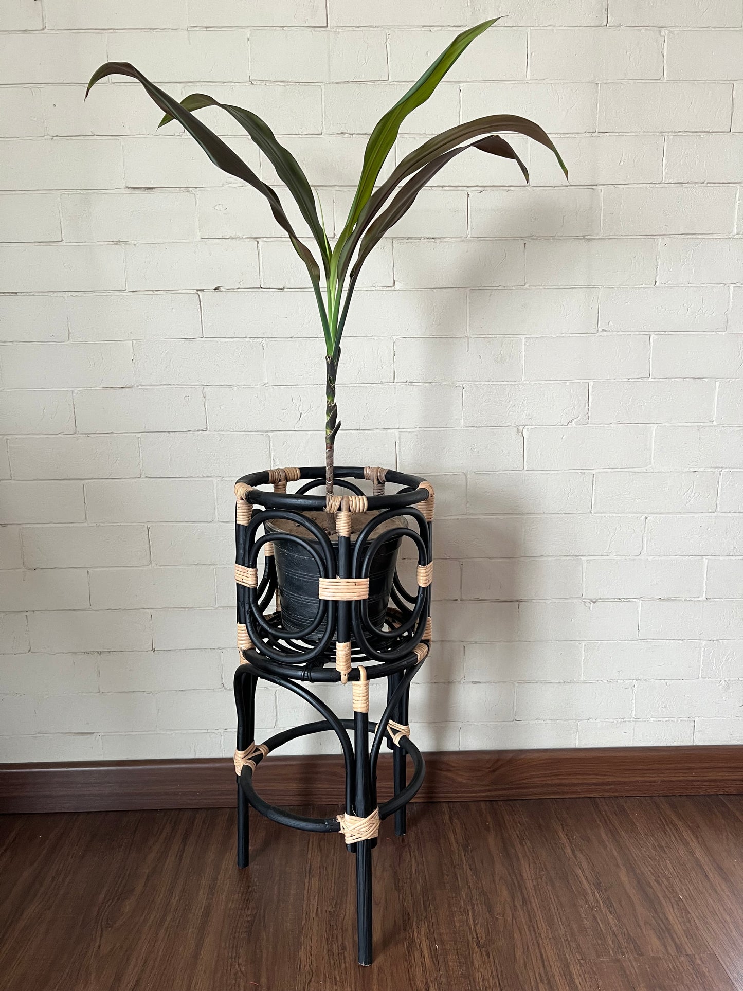 Black Loop Cane Planter